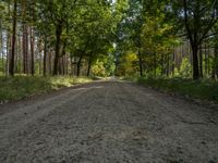 a dirt road through the trees on top of it, with a few people out in the distance