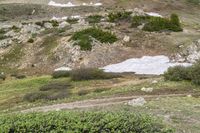 an image of a very grassy hill area with several animals in it on the other side