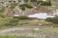 an image of a very grassy hill area with several animals in it on the other side