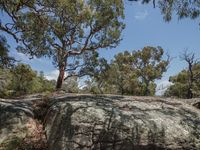 trees on the top of a hill and the ground below it are a very big rock that's big