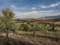 rows of trees line a dirt path beside fields with pine trees on one side and grassy field with rolling hills in the background