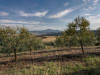 rows of trees line a dirt path beside fields with pine trees on one side and grassy field with rolling hills in the background