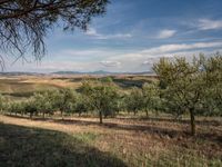 rows of trees line a dirt path beside fields with pine trees on one side and grassy field with rolling hills in the background