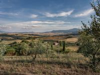 rows of trees line a dirt path beside fields with pine trees on one side and grassy field with rolling hills in the background