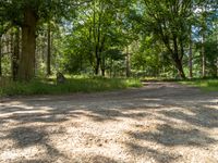 a dirt road is surrounded by trees and grass along with a shadow on the ground