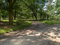 a dirt road is surrounded by trees and grass along with a shadow on the ground