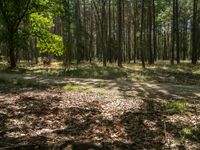 a wooded area with trees, dirt, and leaves on the ground and the path