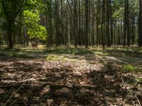 a wooded area with trees, dirt, and leaves on the ground and the path