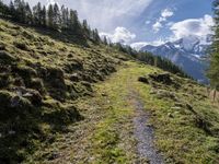 trail running up a grassy hillside toward a mountain top with a snowy peak in the distance