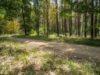 a dirt road with lots of trees in the distance near by a wooded area with grasses and fallen leaves on the ground