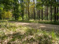 a dirt road with lots of trees in the distance near by a wooded area with grasses and fallen leaves on the ground