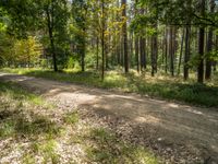 a dirt road with lots of trees in the distance near by a wooded area with grasses and fallen leaves on the ground