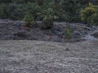 a bear walking through the grass in a forest area that's burnt by fire