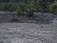 a bear walking through the grass in a forest area that's burnt by fire