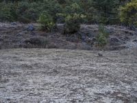 a bear walking through the grass in a forest area that's burnt by fire