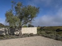 a tall olive tree next to a wall of dry stone in the rural landscape of portugal