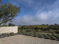 a tall olive tree next to a wall of dry stone in the rural landscape of portugal