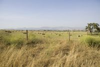 a large field full of hay and grass near a fence and mountains in the distance