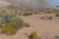 a lone yellow flower grows in front of a rock formation and a grassy area with dirt, bushes and grass