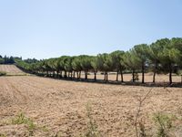 rows of trees line a dirt path beside fields with pine trees on one side and grassy field with rolling hills in the background