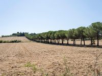 rows of trees line a dirt path beside fields with pine trees on one side and grassy field with rolling hills in the background