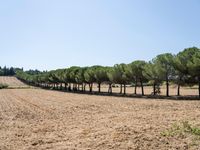 rows of trees line a dirt path beside fields with pine trees on one side and grassy field with rolling hills in the background