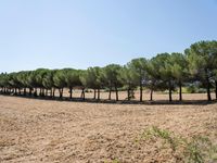 rows of trees line a dirt path beside fields with pine trees on one side and grassy field with rolling hills in the background