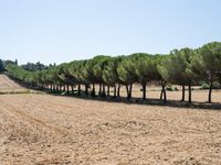 rows of trees line a dirt path beside fields with pine trees on one side and grassy field with rolling hills in the background