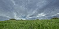 a field with green grass, blue sky and white clouds behind it, in rural area