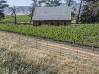 there is a barn in the middle of a vineyard field of vines and trees, along with some mountain peaks behind