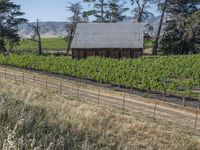 there is a barn in the middle of a vineyard field of vines and trees, along with some mountain peaks behind