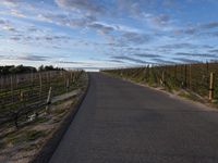 a curved road that leads to several rows of grapes in the distance, some are on a hillside