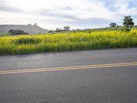 Rural California: Gloom, Grey Skies, Green Vegetation