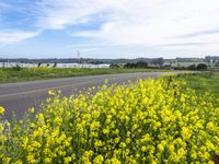 a yellow flowery field next to a road with a few cows on it and water in the distance