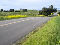 a person riding a skateboard on a road next to a yellow flowered field