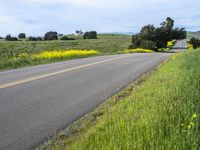 a person riding a skateboard on a road next to a yellow flowered field