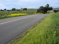 a person riding a skateboard on a road next to a yellow flowered field