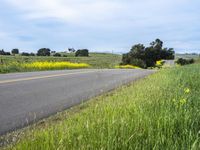 a person riding a skateboard on a road next to a yellow flowered field