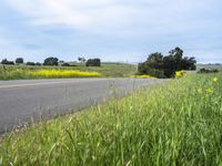 a person riding a skateboard on a road next to a yellow flowered field