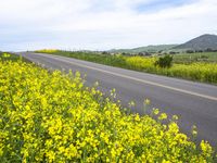 Rural California on a Gloomy Day: Mustard Plants 001