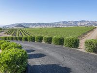 Rural California: Road Across the Asphalt