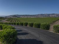 Rural California: Road Across the Asphalt