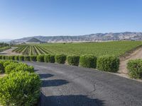 Rural California: Road Across the Asphalt