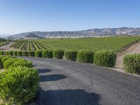 Rural California: Road Across the Asphalt