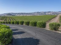 Rural California: Road Across the Asphalt