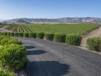 Rural California: Road Across the Asphalt