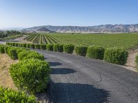 Rural California: Road Across the Asphalt