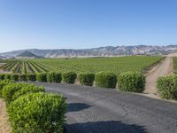 Rural California: Road Across the Asphalt