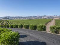 Rural California: Road Across the Asphalt