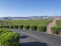 Rural California: Road Across the Asphalt